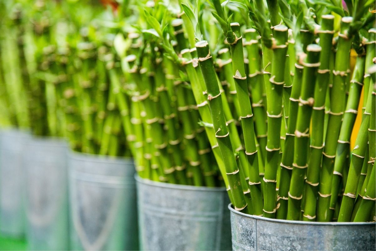Bamboo Plants Benefits, Uses, And Growing Guide For The Home — Sivana