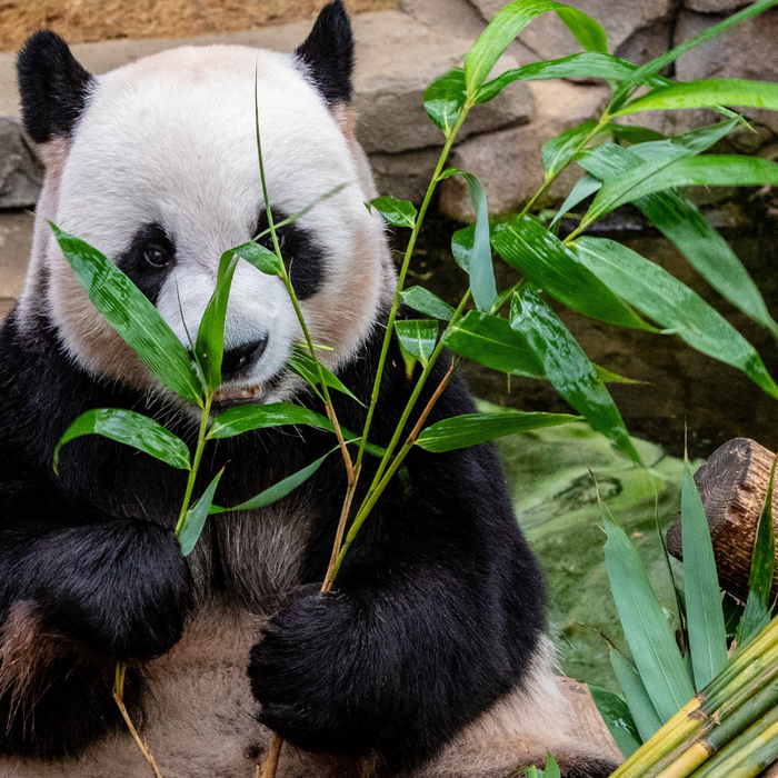 A Guide to the Most Important Types of Bamboo Species