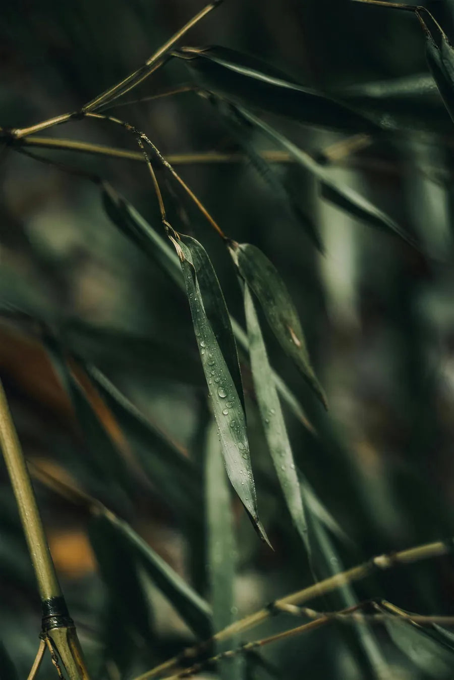 Bamboo leaves with morning dew